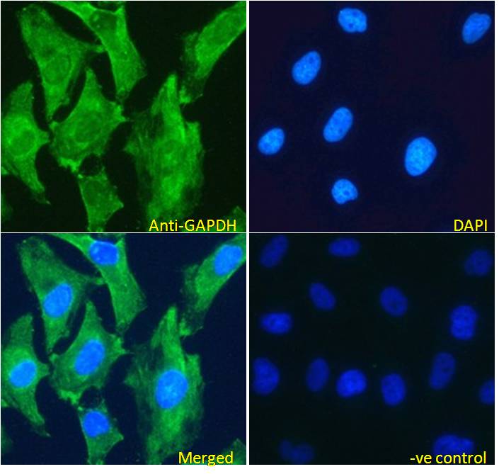 IF - Goat Anti-GAPDH (Internal) Antibody AF1464b